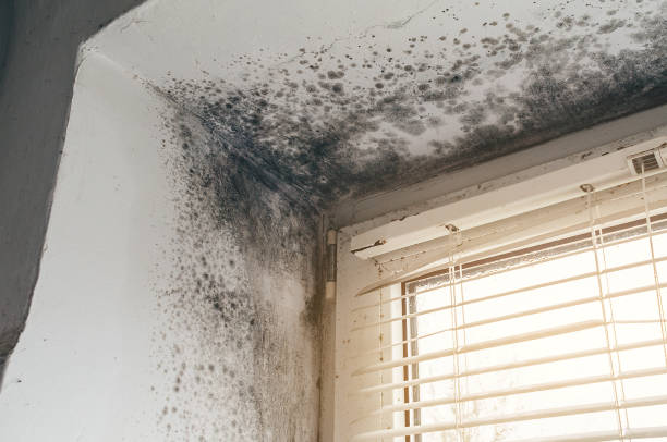 Mold Removal service in Rawlings